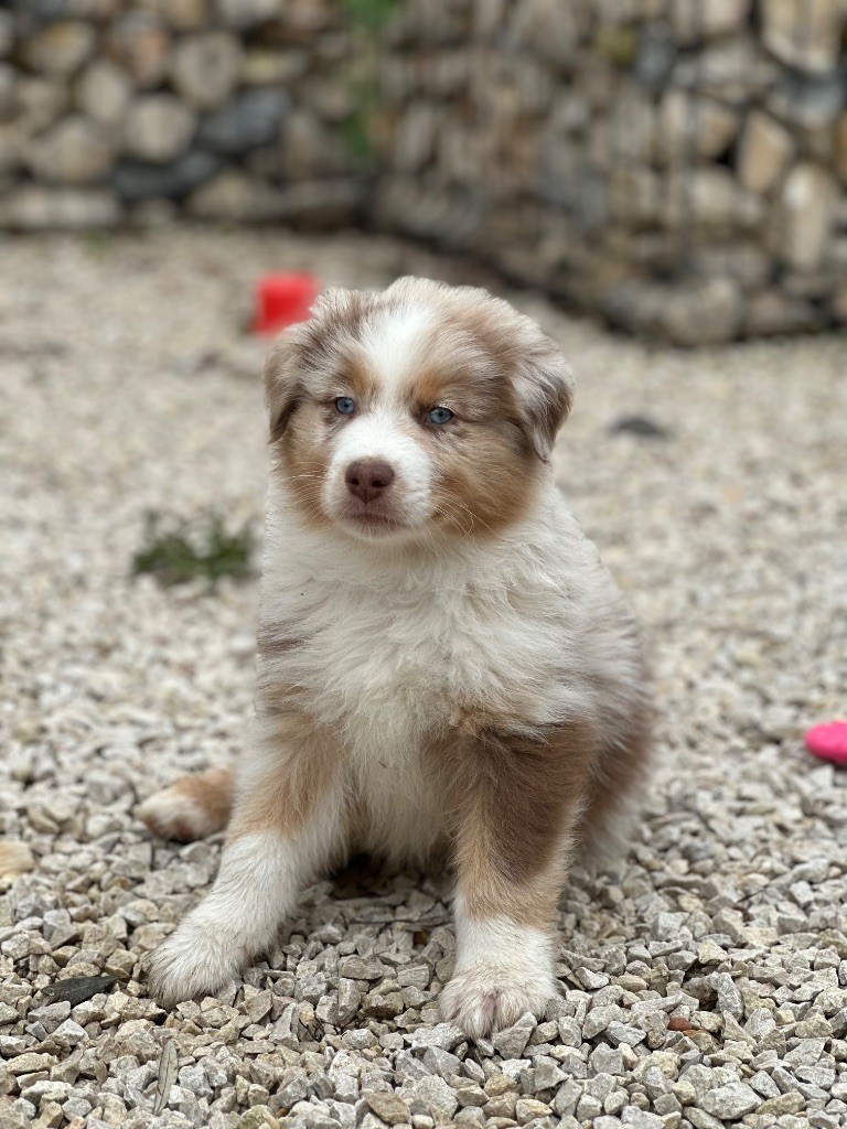 Des Merveilles De Melie - Chiot disponible  - Berger Australien