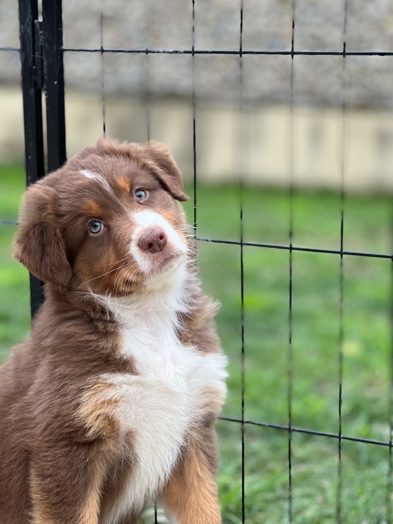 Des Merveilles De Melie - Chiot disponible  - Berger Australien