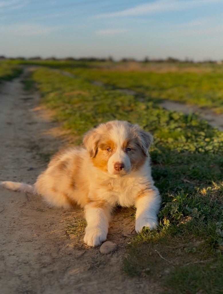 Des Merveilles De Melie - Berger Australien - Portée née le 02/01/2025